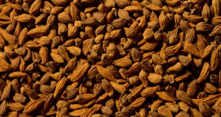 Why Use Cardamom Seeds in Your Daily Life?